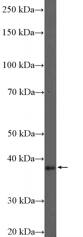 C2C12 cell were subjected to SDS PAGE followed by western blot with Catalog No:114340(PURB Antibody) at dilution of 1:600