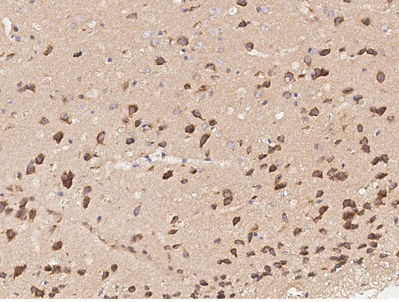 Mouse APLP1 / Amyloid-like protein 1 Immunohistochemistry(IHC) 15420