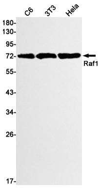 Western blot detection of Raf1 in C6,3T3,Hela cell lysates using Raf1 Rabbit mAb(1:1000 diluted).Predicted band size:73kDa.Observed band size:73kDa.