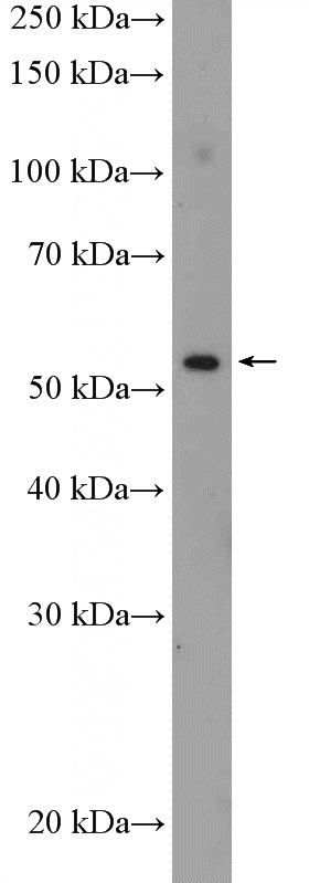SH-SY5Y cells were subjected to SDS PAGE followed by western blot with Catalog No:117177(ZNF446 Antibody) at dilution of 1:300