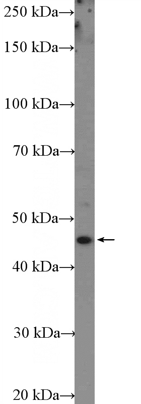A431 cells were subjected to SDS PAGE followed by western blot with Catalog No:110747(FUT4 Antibody) at dilution of 1:1500
