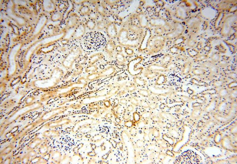 Immunohistochemical of paraffin-embedded human kidney using Catalog No:115107(SEMG1 antibody) at dilution of 1:100 (under 10x lens)