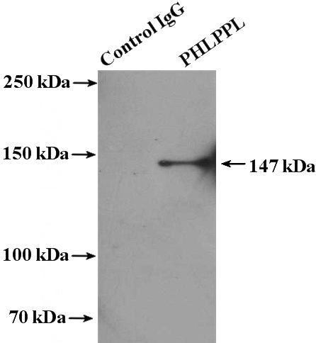 IP Result of anti-PHLPPL (IP:Catalog No:113826, 4ug; Detection:Catalog No:113826 1:600) with NIH/3T3 cells lysate 2000ug.