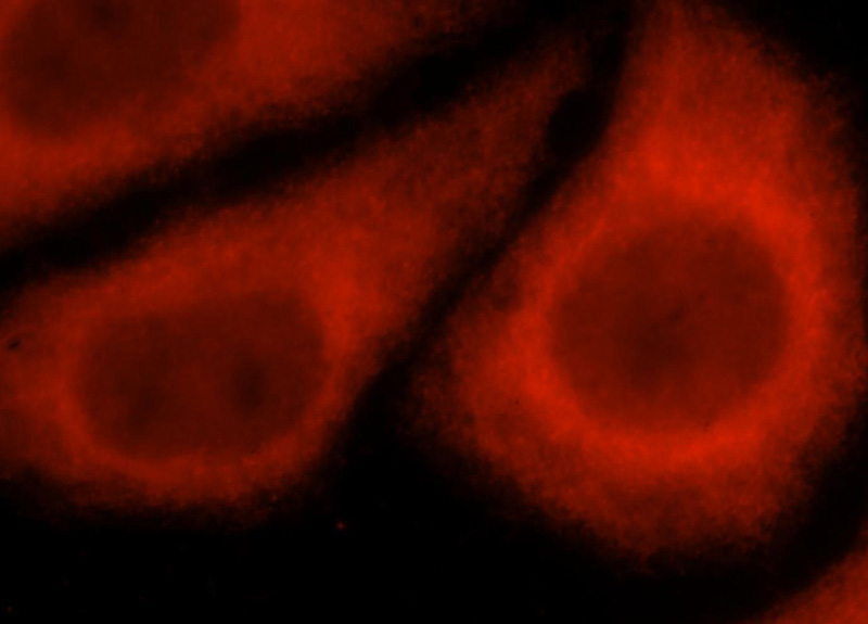 Immunofluorescent analysis of HepG2 cells, using EXoc5 antibody Catalog No:110502 at 1:25 dilution and Rhodamine-labeled goat anti-rabbit IgG (red).