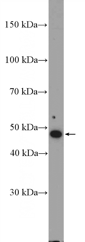 HeLa cells were subjected to SDS PAGE followed by western blot with Catalog No:111631(IFRD2 Antibody) at dilution of 1:600