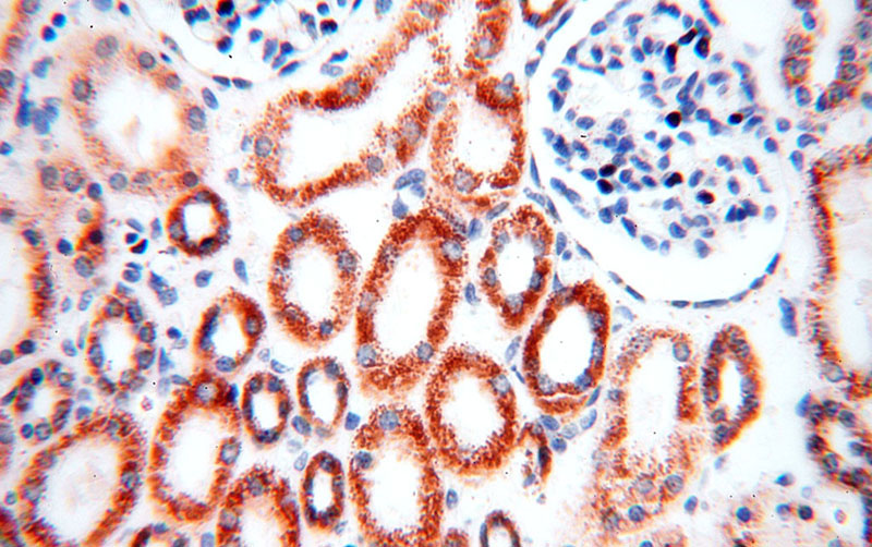 Immunohistochemical of paraffin-embedded human kidney using Catalog No:110918(GCSH antibody) at dilution of 1:100 (under 40x lens)