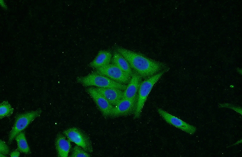 Immunofluorescent analysis of HepG2 cells using Catalog No:115498(SESTD1 Antibody) at dilution of 1:50 and Alexa Fluor 488-congugated AffiniPure Goat Anti-Rabbit IgG(H+L)