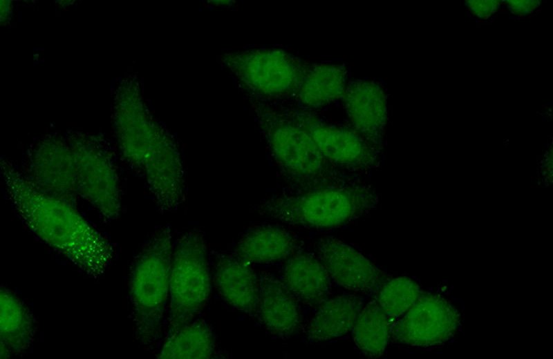 Immunofluorescent analysis of (10% Formaldehyde) fixed HeLa cells using Catalog No:112440(MAPKAPK2 Antibody) at dilution of 1:50 and Alexa Fluor 488-congugated AffiniPure Goat Anti-Rabbit IgG(H+L)