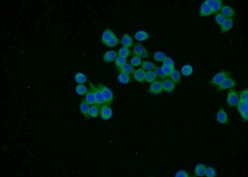 Immunofluorescent analysis of BxPC-3 cells using Catalog No:115812(STXBP4 Antibody) at dilution of 1:25 and Alexa Fluor 488-congugated AffiniPure Goat Anti-Rabbit IgG(H+L)