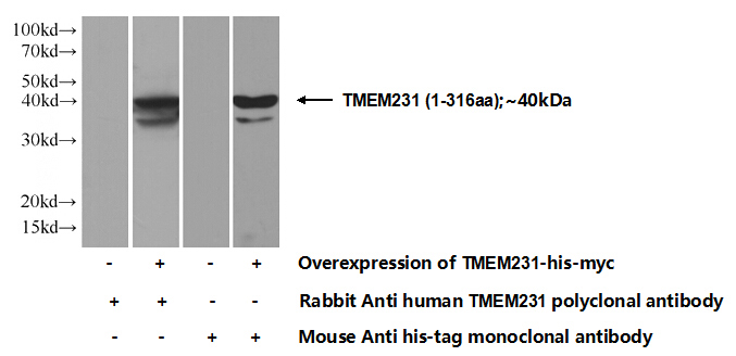 Transfected HEK-293 cells were subjected to SDS PAGE followed by western blot with Catalog No:116179(TMEM231 Antibody) at dilution of 1:500