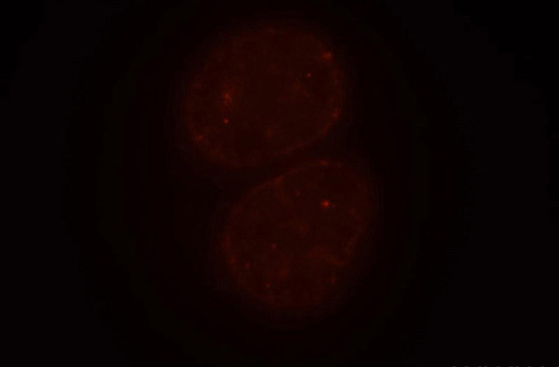 Immunofluorescent analysis of HepG2 cells, using CBX3 antibody Catalog No:108945 at 1:50 dilution and Rhodamine-labeled goat anti-rabbit IgG (red).