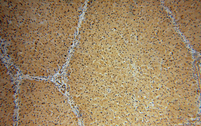 Immunohistochemical of paraffin-embedded human liver using Catalog No:112946(NAP1L4 antibody) at dilution of 1:100 (under 10x lens)