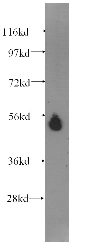 HepG2 cells were subjected to SDS PAGE followed by western blot with Catalog No:107526(SERPINA10 antibody) at dilution of 1:300