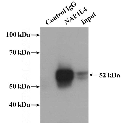 IP Result of anti-NAP1L4 (IP:Catalog No:112946, 4ug; Detection:Catalog No:112946 1:1000) with HeLa cells lysate 4000ug.