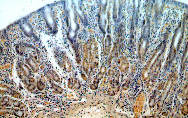 Immunohistochemical of paraffin-embedded human stomach using Catalog No:114476(RASGEF1B antibody) at dilution of 1:50 (under 10x lens)