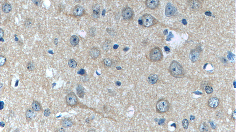 Immunohistochemistry of paraffin-embedded mouse brain tissue slide using Catalog No:111337(HAP1 Antibody) at dilution of 1:50 (under 40x lens)