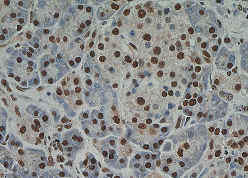 Immunohistochemical of paraffin-embedded human pancreas using Catalog No:114611(RBM39 antibody) at dilution of 1:50 (under 40x lens)