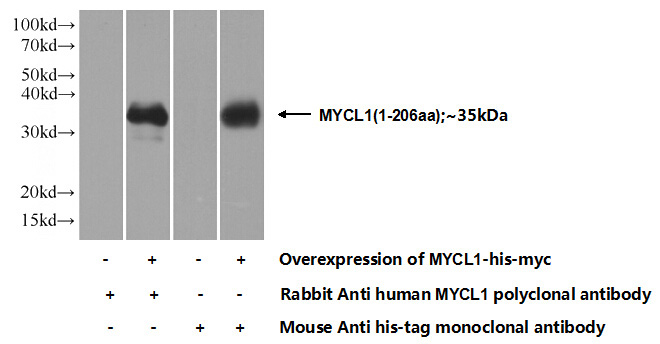 Transfected HEK-293 cells were subjected to SDS PAGE followed by western blot with Catalog No:112917(MYCL1 Antibody) at dilution of 1:700