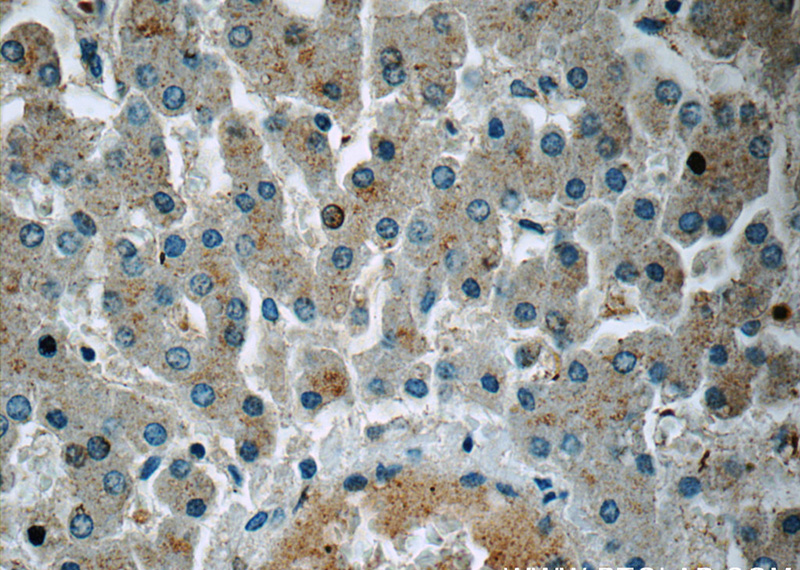 Immunohistochemistry of paraffin-embedded human liver tissue slide using Catalog No:107911(AFMID Antibody) at dilution of 1:50(under 40x lens)