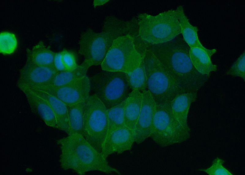 Immunofluorescent analysis of (10% Formaldehyde) fixed MCF-7 cells using Catalog No:114959(S100A16 Antibody) at dilution of 1:50 and Alexa Fluor 488-congugated AffiniPure Goat Anti-Rabbit IgG(H+L)