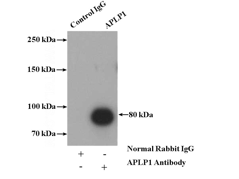 IP Result of anti-APLP1 (IP:Catalog No:108020, 4ug; Detection:Catalog No:108020 1:600) with mouse brain tissue lysate 3440ug.