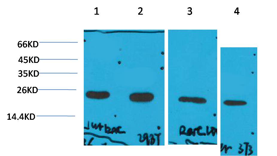 Western blot analysis of 1) Jurkat, 2)293T, 3)Rat Liver Tissue, 4)3T3 with Cyclophilin B Mouse mAb diluted at 1:2,000.
