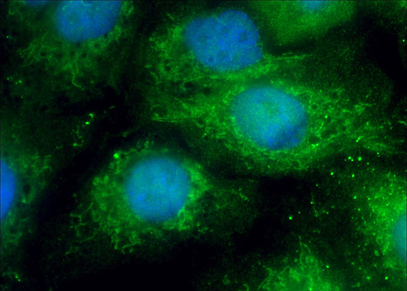 Immunofluorescent analysis of (10% Formaldehyde) fixed A549 cells using Catalog No:112908(MX1 Antibody) at dilution of 1:50 and Alexa Fluor 488-congugated AffiniPure Goat Anti-Rabbit IgG(H+L)