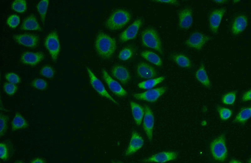 Immunofluorescent analysis of PC-3 cells using Catalog No:116328(TRAM1 Antibody) at dilution of 1:25 and Alexa Fluor 488-congugated AffiniPure Goat Anti-Rabbit IgG(H+L)