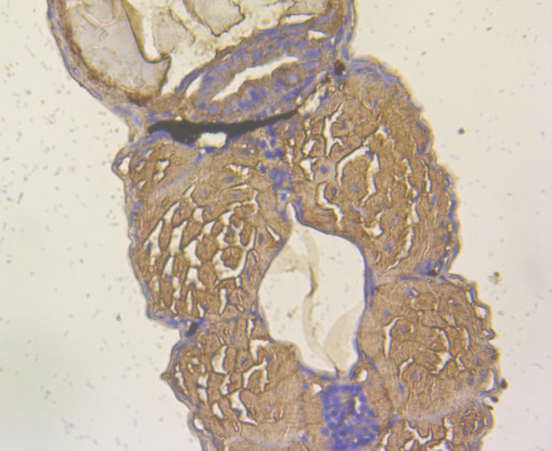 Fig2:; Immunohistochemical analysis of paraffin-embedded Zebrafish embryos tissue section using anti-YARS2 antibody. Counter stained with hematoxylin.