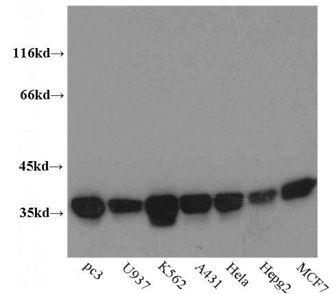 WB result of Catalog No:108088(ANXA1 antibody).