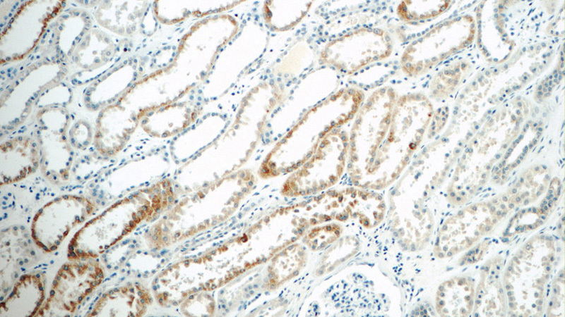 Immunohistochemistry of paraffin-embedded human kidney tissue slide using Catalog No:108688(C1QTNF3 Antibody) at dilution of 1:50 (under 10x lens)