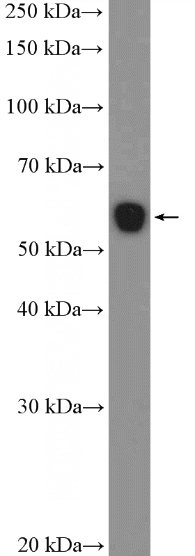 rat kidney tissue were subjected to SDS PAGE followed by western blot with Catalog No:113644(PDZD3 Antibody) at dilution of 1:600