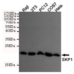 Western blot detection of Skp1 in COS7,Raji,3T3,PC12 and Hela cell lysates using Skp1 mouse mAb (dilution 1:1000).Predicted band size:19KDa.Observed band size:19KDa.