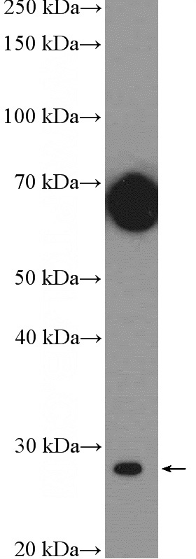 L02 cells were subjected to SDS PAGE followed by western blot with Catalog No:115569(SPIB Antibody) at dilution of 1:300