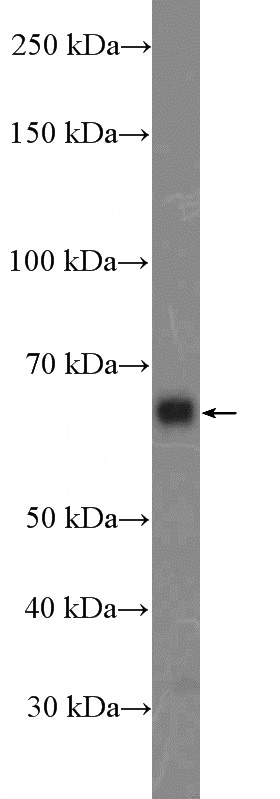 A549 cells were subjected to SDS PAGE followed by western blot with Catalog No:111961(ITPRIP Antibody) at dilution of 1:1000