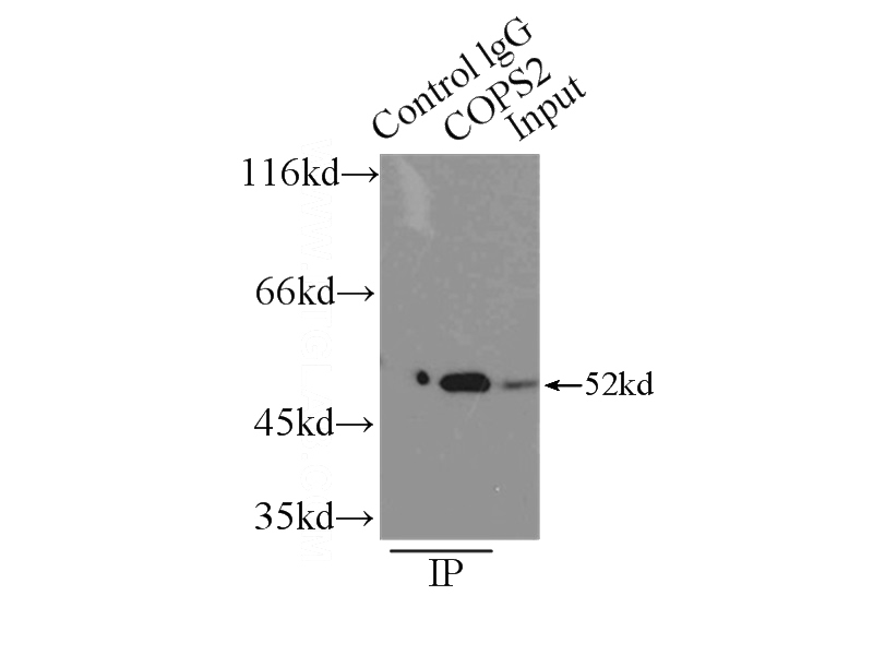 IP Result of anti-COPS2 (IP:Catalog No:109462, 3ug; Detection:Catalog No:109462 1:500) with NIH/3T3 cells lysate 2500ug.