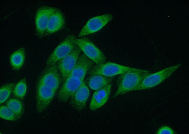 Immunofluorescent analysis of (10% Formaldehyde) fixed HeLa cells using Catalog No:114200(PRKCSH Antibody) at dilution of 1:50 and Alexa Fluor 488-congugated AffiniPure Goat Anti-Rabbit IgG(H+L)