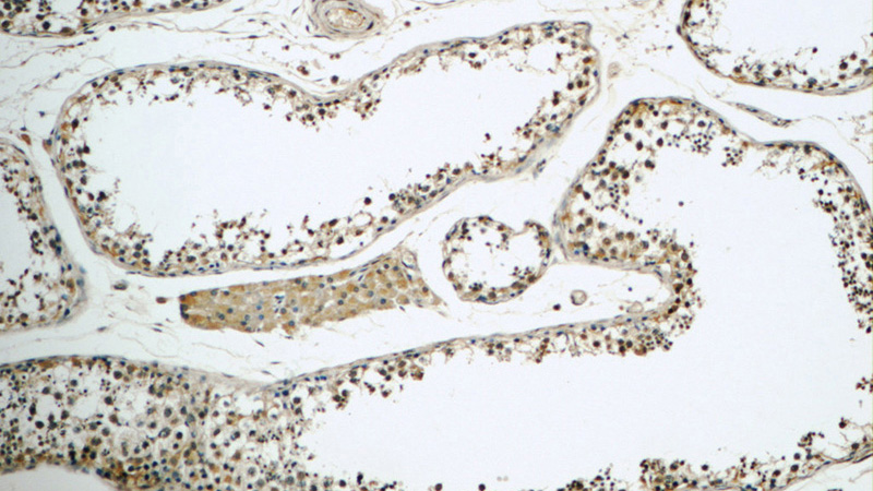 Immunohistochemistry of paraffin-embedded human testis tissue slide using Catalog No:116432(TSGA14 Antibody) at dilution of 1:50 (under 10x lens)