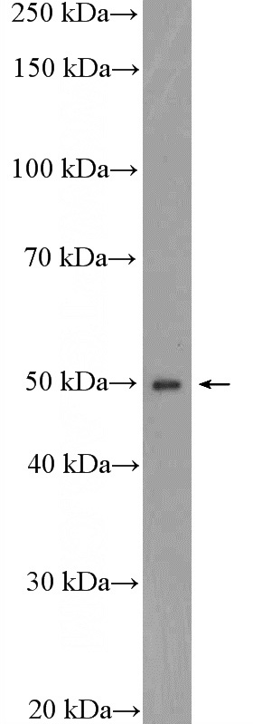 mouse heart tissue were subjected to SDS PAGE followed by western blot with Catalog No:110033(DTNA Antibody) at dilution of 1:2000