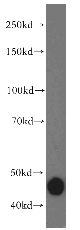 mouse lung tissue were subjected to SDS PAGE followed by western blot with Catalog No:110085(DNAJA1 antibody) at dilution of 1:500