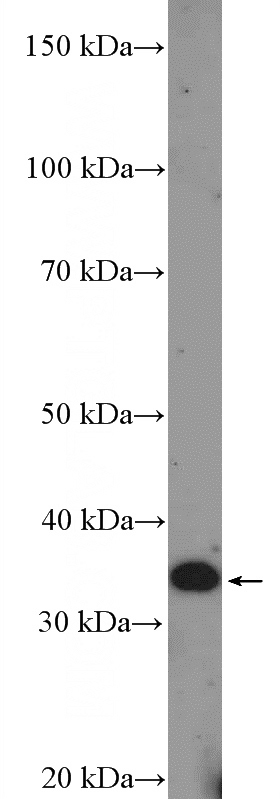 MCF-7 cells were subjected to SDS PAGE followed by western blot with Catalog No:109764(DCUN1D3 Antibody) at dilution of 1:1000
