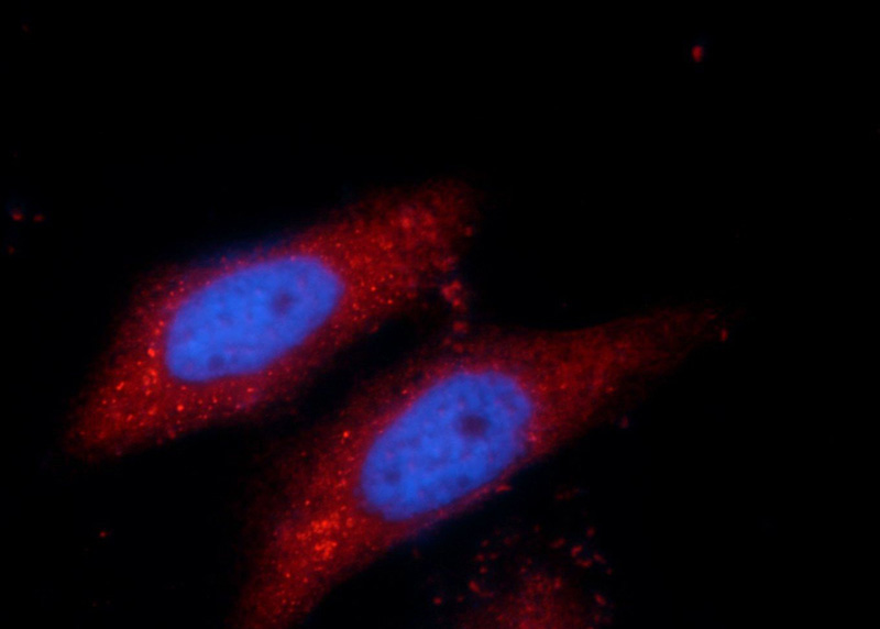 Immunofluorescent analysis of HepG2 cells, using SPAG16 antibody Catalog No:115530 at 1:50 dilution and Rhodamine-labeled goat anti-rabbit IgG (red). Blue pseudocolor = DAPI (fluorescent DNA dye).