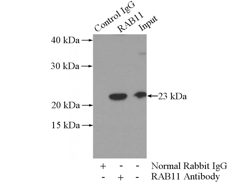 IP Result of anti-RAB11A-Specific (IP:Catalog No:114411, 3ug; Detection:Catalog No:114411 1:700) with SH-SY5Y cells lysate 3000ug.