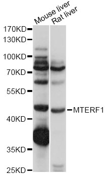 Western blot - MTERF Polyclonal Antibody 