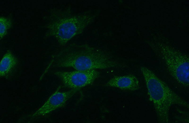 Immunofluorescent analysis of (10% Formaldehyde) fixed NIH/3T3 cells using Catalog No:113567(PAN2 Antibody) at dilution of 1:50 and Alexa Fluor 488-congugated AffiniPure Goat Anti-Rabbit IgG(H+L)
