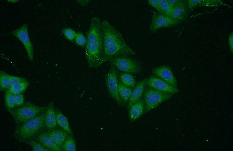 Immunofluorescent analysis of HepG2 cells using Catalog No:109814(KRT8 Antibody) at dilution of 1:50 and Alexa Fluor 488-congugated AffiniPure Goat Anti-Rabbit IgG(H+L)