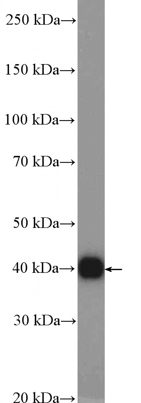 mouse liver tissue were subjected to SDS PAGE followed by western blot with Catalog No:108008(PRKAB1 Antibody) at dilution of 1:1000