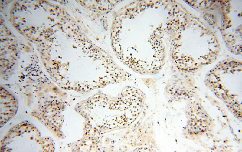 Immunohistochemical of paraffin-embedded human testis using Catalog No:110078(POLB antibody) at dilution of 1:100 (under 10x lens)