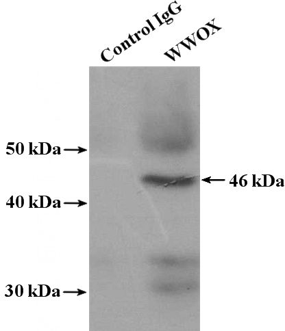 IP Result of anti-WWOX (IP:Catalog No:116977, 4ug; Detection:Catalog No:116977 1:500) with mouse skeletal muscle tissue lysate 4000ug.