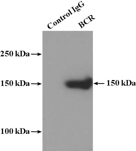 IP Result of anti-BCR (IP:Catalog No:117109, 4ug; Detection:Catalog No:117109 1:1000) with HEK-293 cells lysate 3000ug.